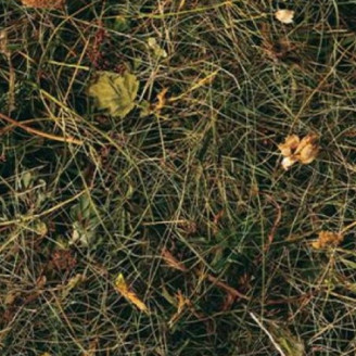 Коркова підлога Corkstyle Bergheu (Клейова) Коркова підлога Corkstyle Bergheu (Клейова)